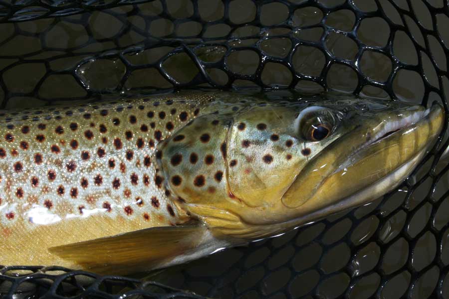 south west montana fly fishing