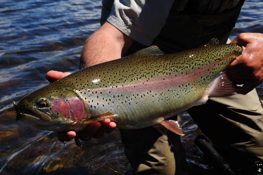 trophy trout