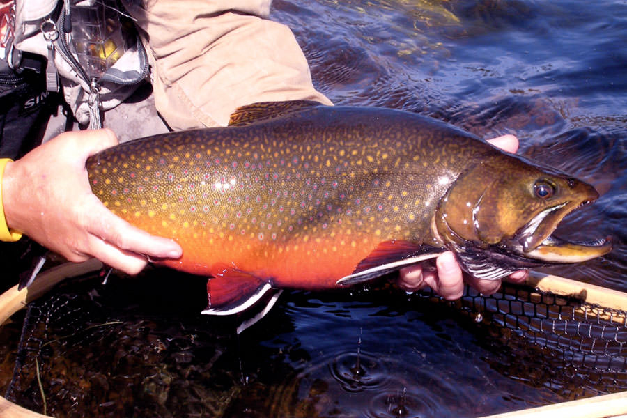Three Rivers Lodge: Trophy Brook Trout Fishing in Labrador
