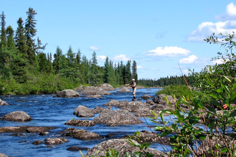 Wood River Labrador