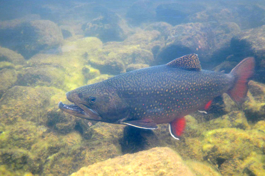 Brookie