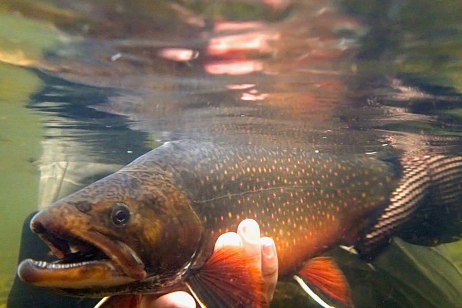 Big Brookie