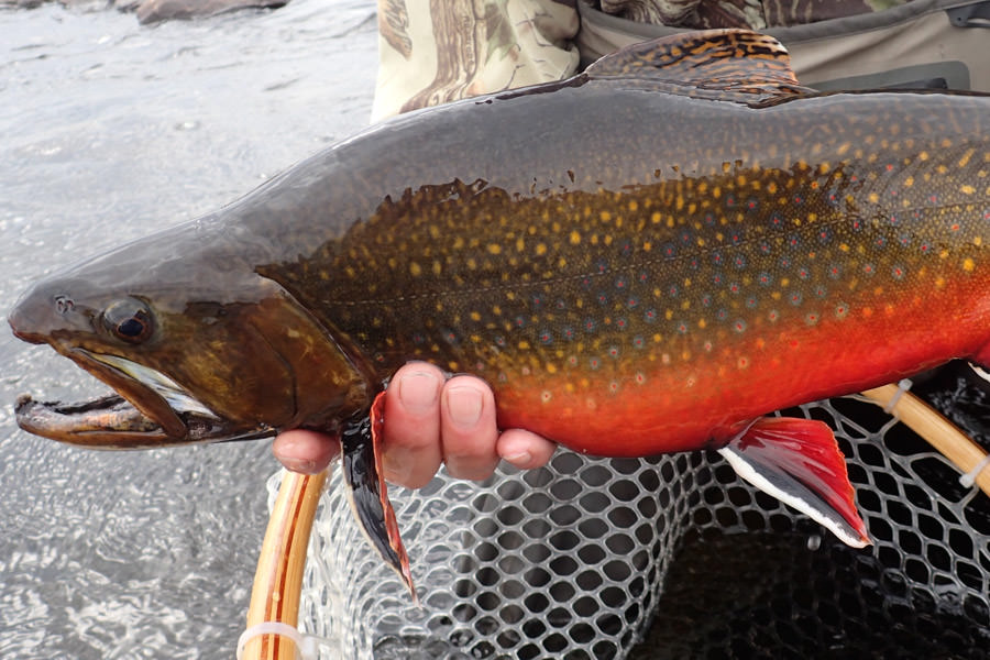 Trophy brook trout