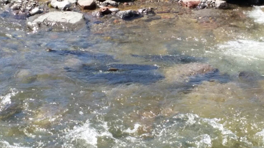 Patagonia fly fishing trips