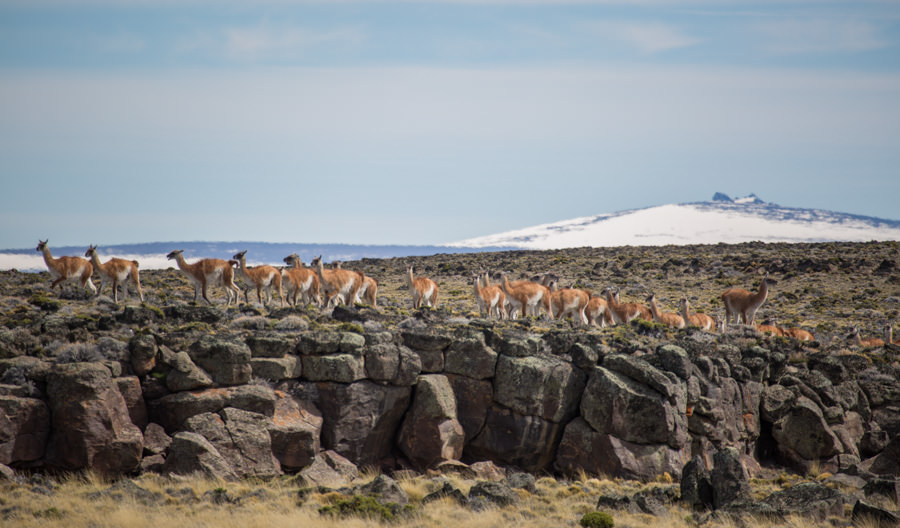 Patagonia fly fishing trips