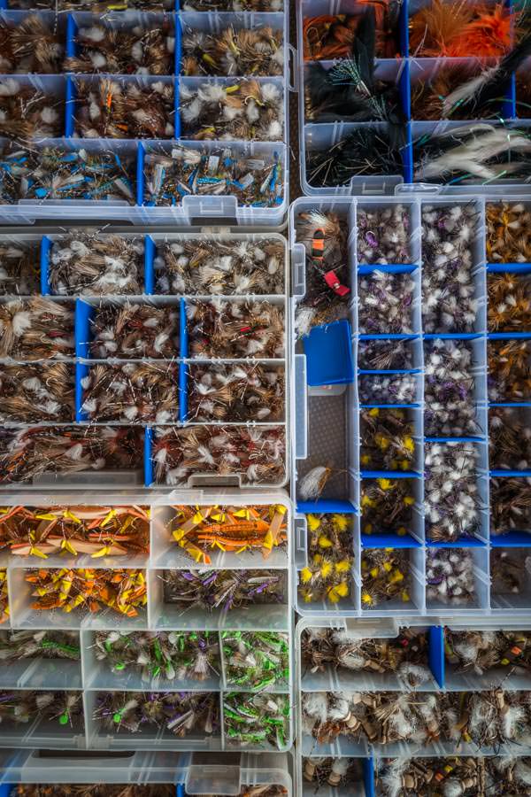 Chilean flies