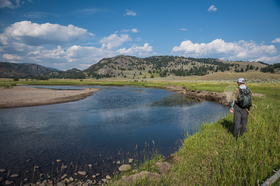 Yellowstone fishing lodge Wild Cutthroat trout