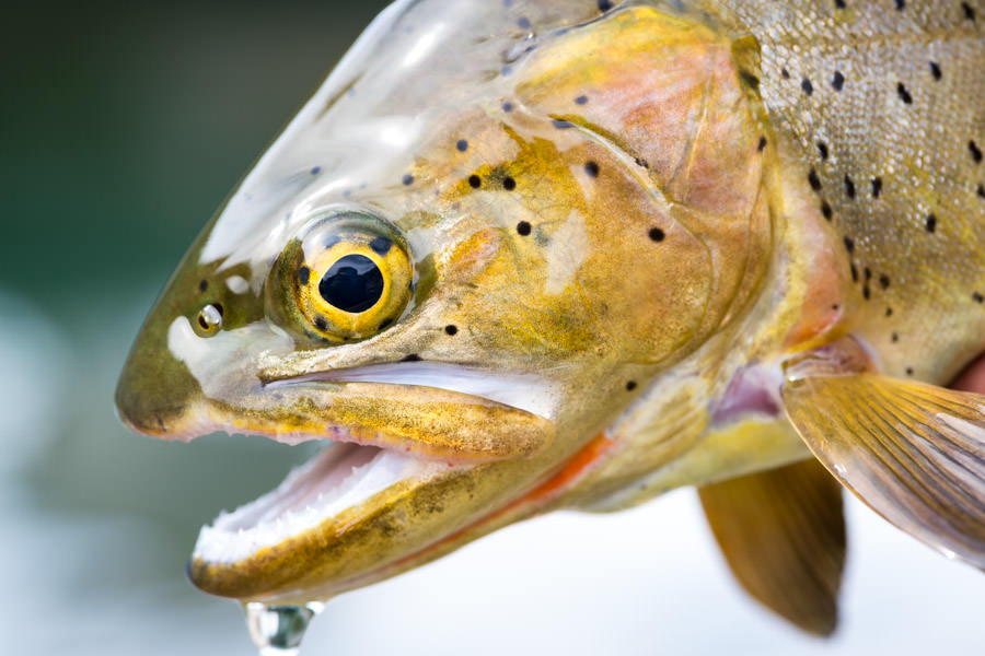 Yellowstone fly fishing guides Wild Cutthroat trout