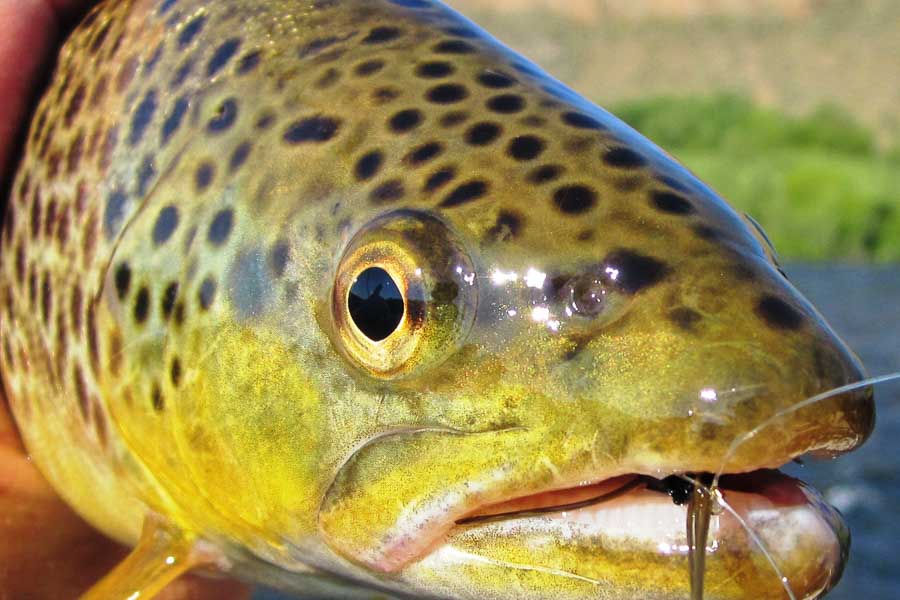 Montana Fly Fishing Trips, Montana Fishing Guides