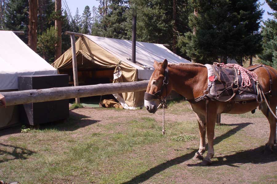 Montana Fishing Trips, Montana Fishing Vacations