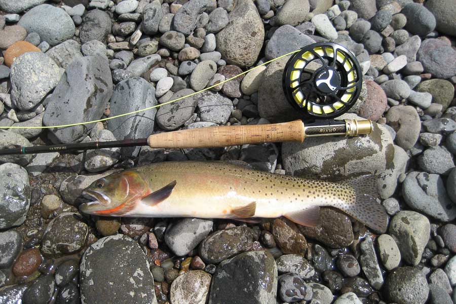 Montana Fishing Guides, Montana Fishing Trips