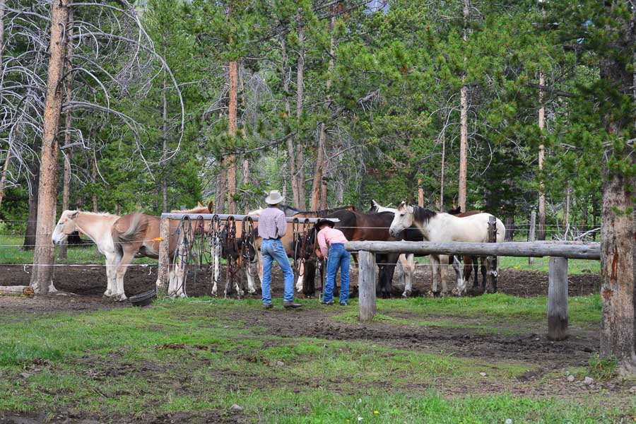 Montana Angler, Montana Fly Fishing
