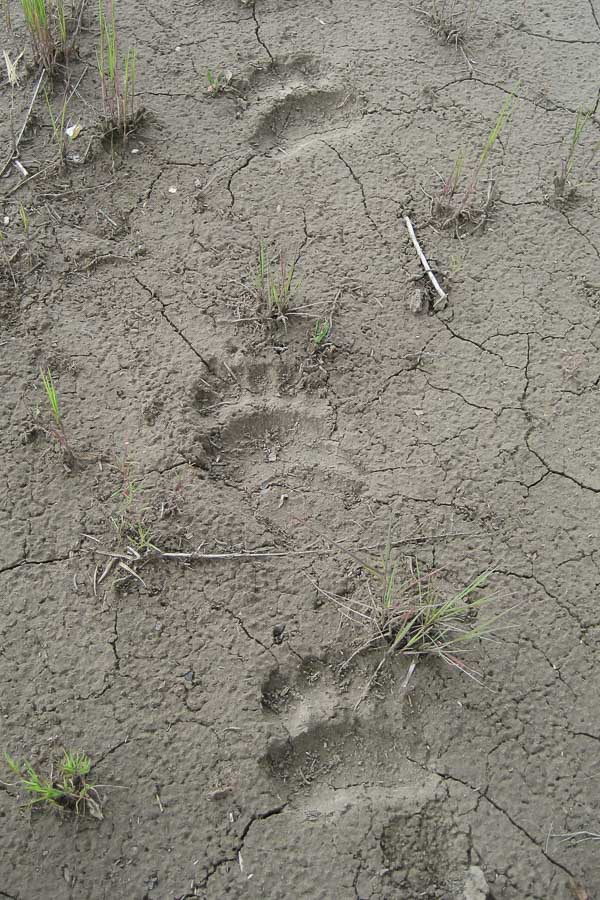 Montana Fly Fishing, Montana Angler