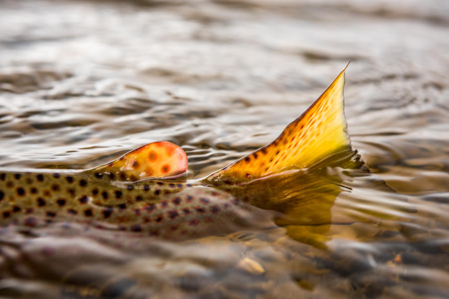 brown trout tail