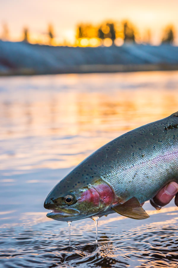 Rainbow trout at dawn