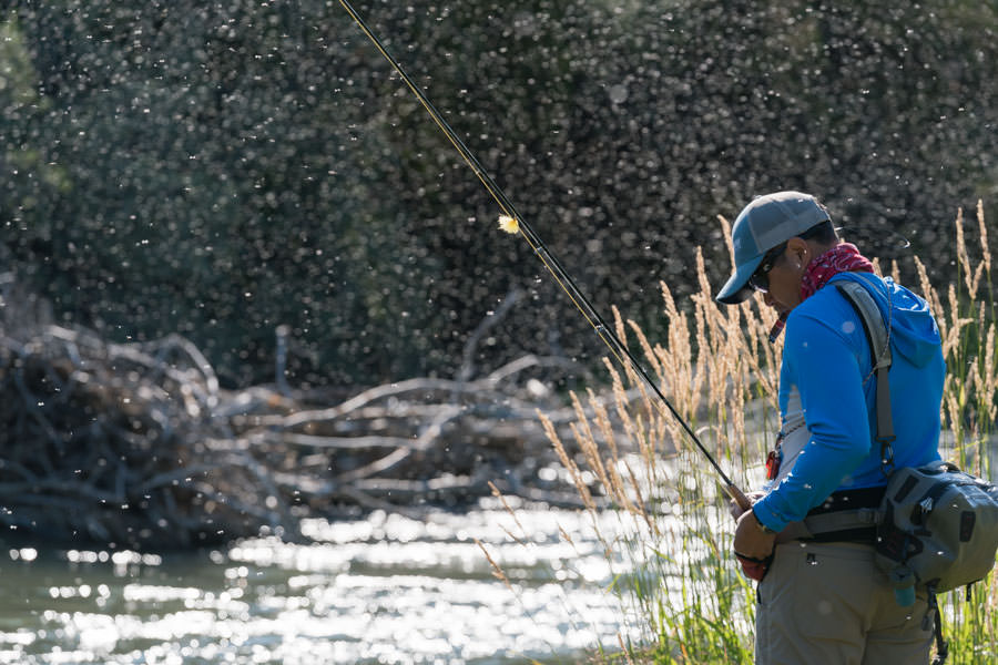 Epic fly fishing hatches in Montana