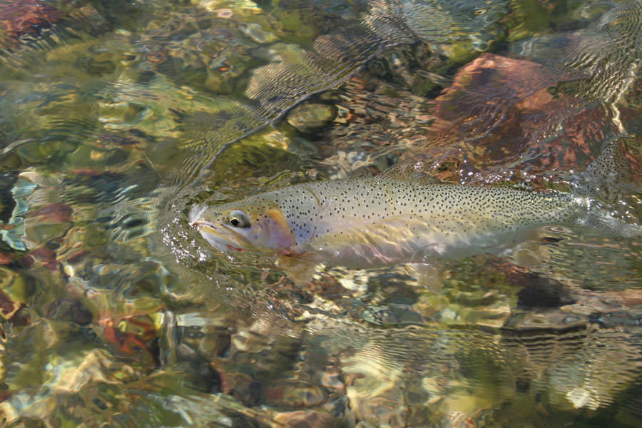 Dry fly fishing