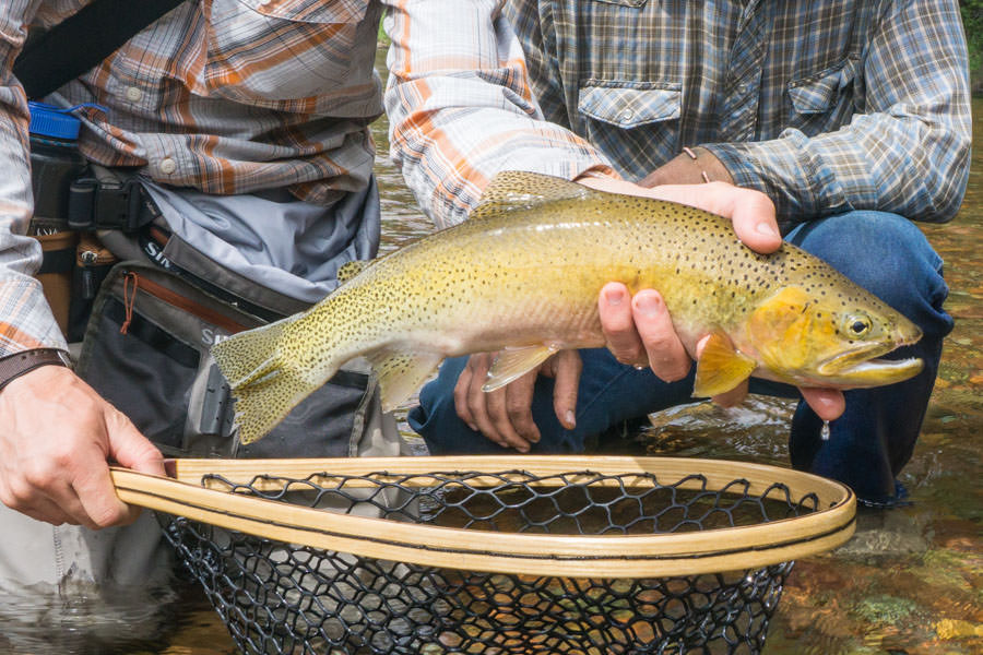 West Slope Cutthroat Trout