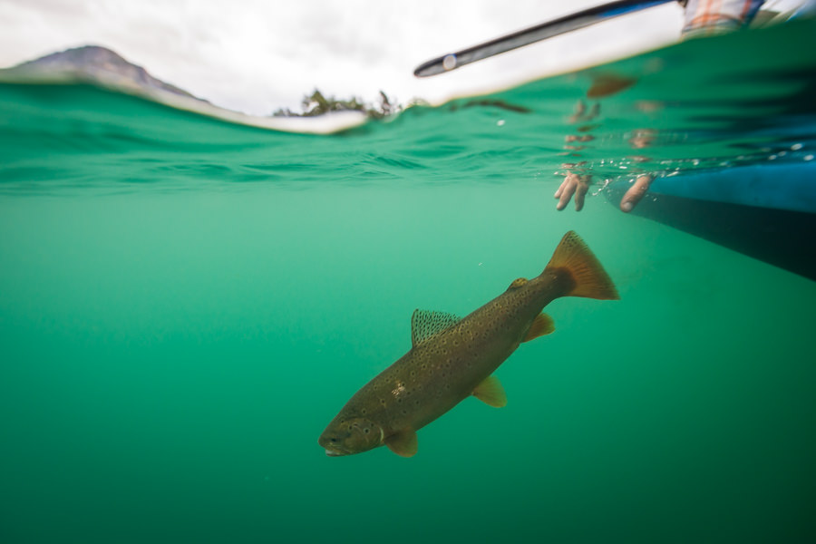 A nice brown is released into the green waters of Los Alerces National Park after being enticed with a dragon fly pattern