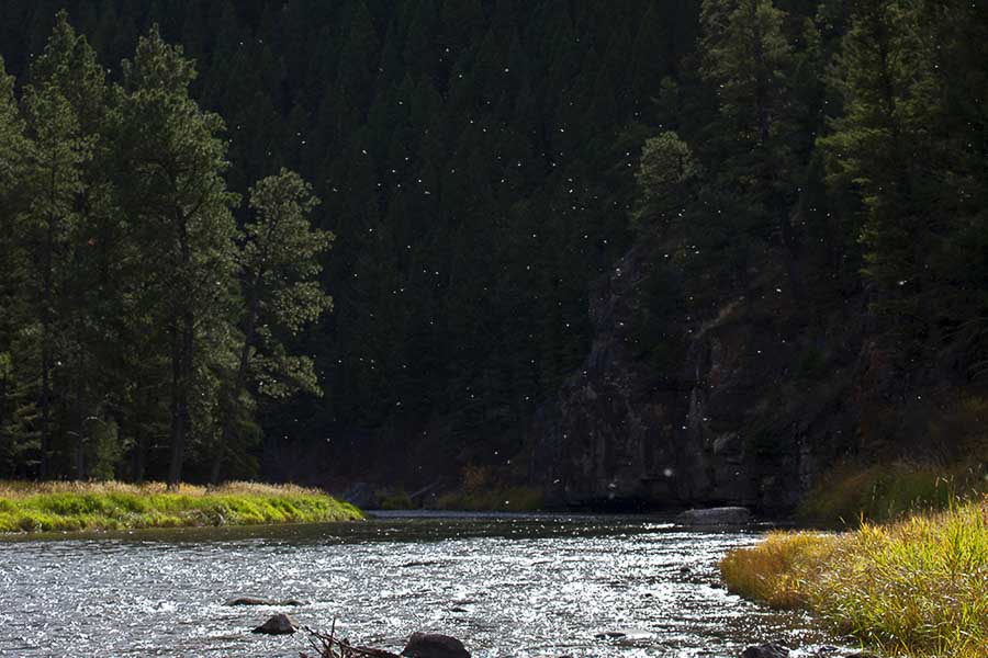 Montana Angler, Montana Fly Fishing
