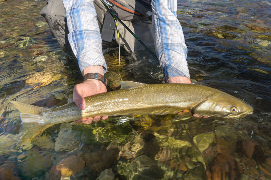Montana bull trout