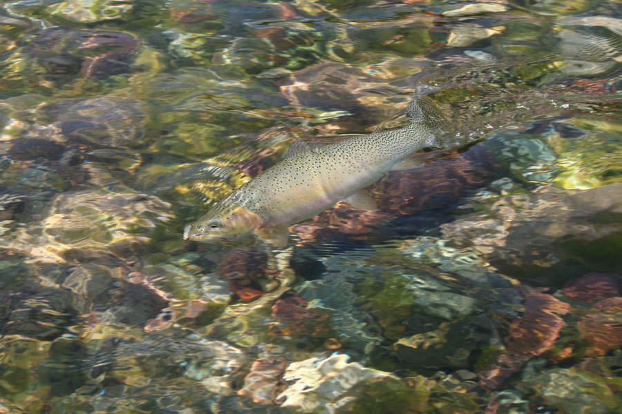 Wilderness fishing trips