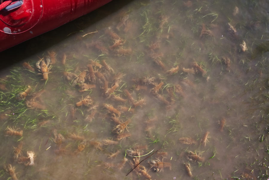 Crawdads on the Smith