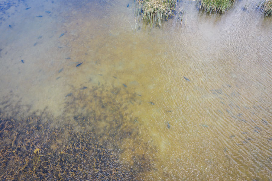 Large wild trout and native "perca" cruise a shallow flat at the Arroyo Pescado spring creek