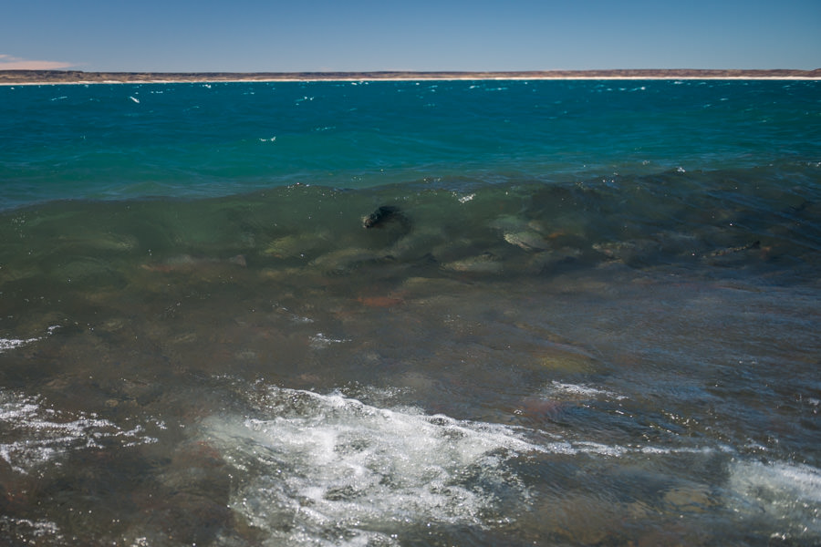 A school of giant rainbow trout surf a breaking wave of Lago Strobel near the mouth of the Barrancoso River