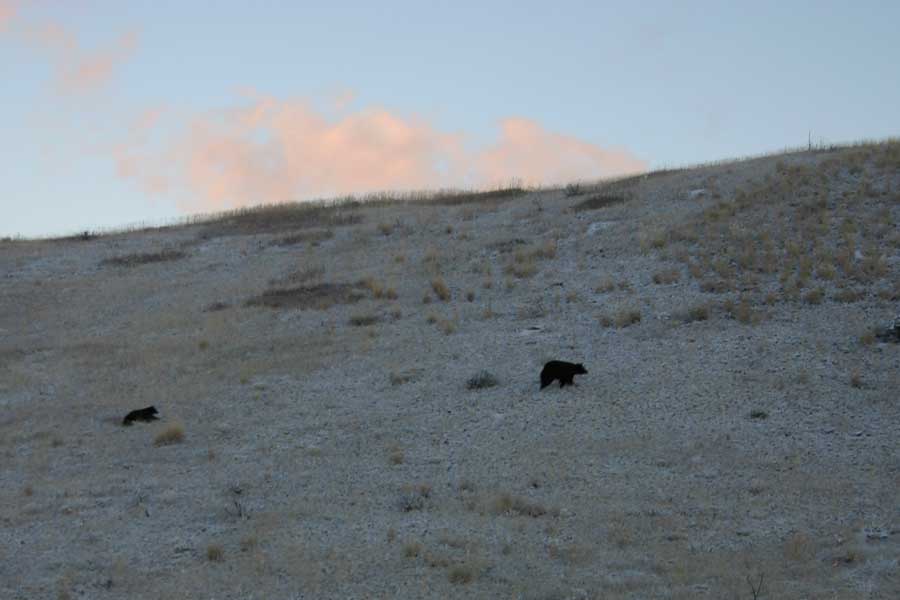 Montana Fishing Guides, Montana Angler