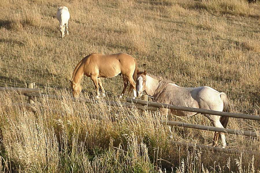 Montana Angler, Montana Fishing Guides