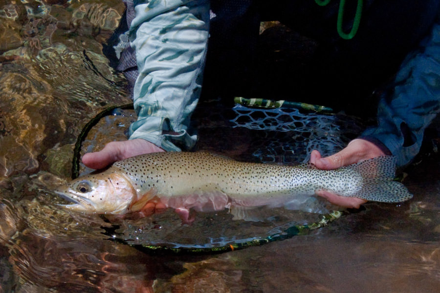 South Fork Flathead overnight camp trips
