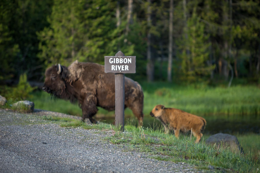 Gibbon River Yellowstone National Park