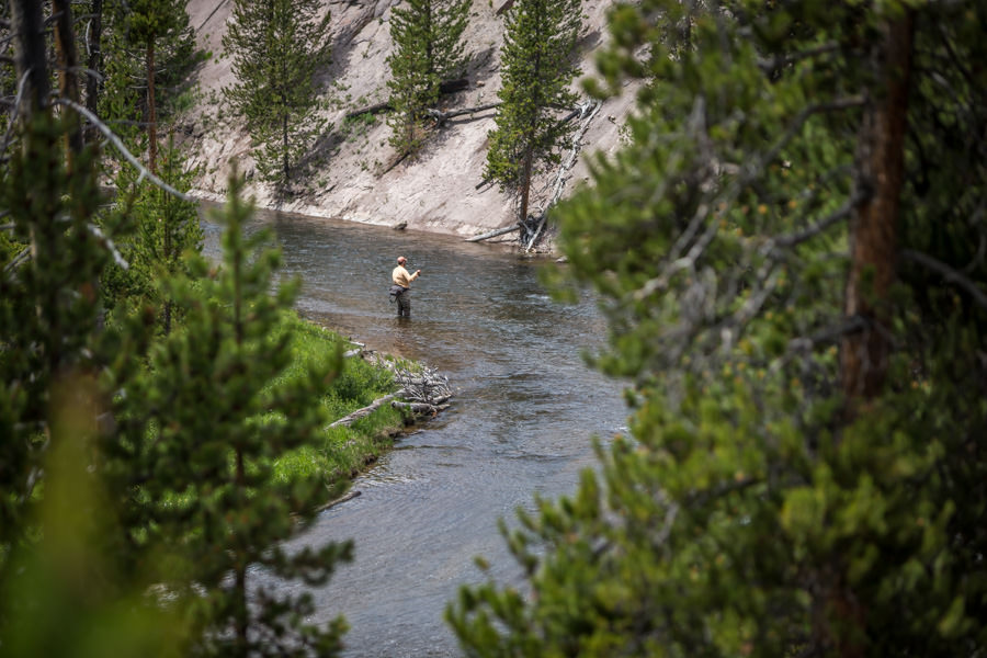 Gibbon River fish guide Yellowstone Park fishing guide
