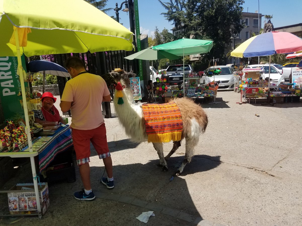 We encountered a friendly lama while touring the Bella Vista neighborhood