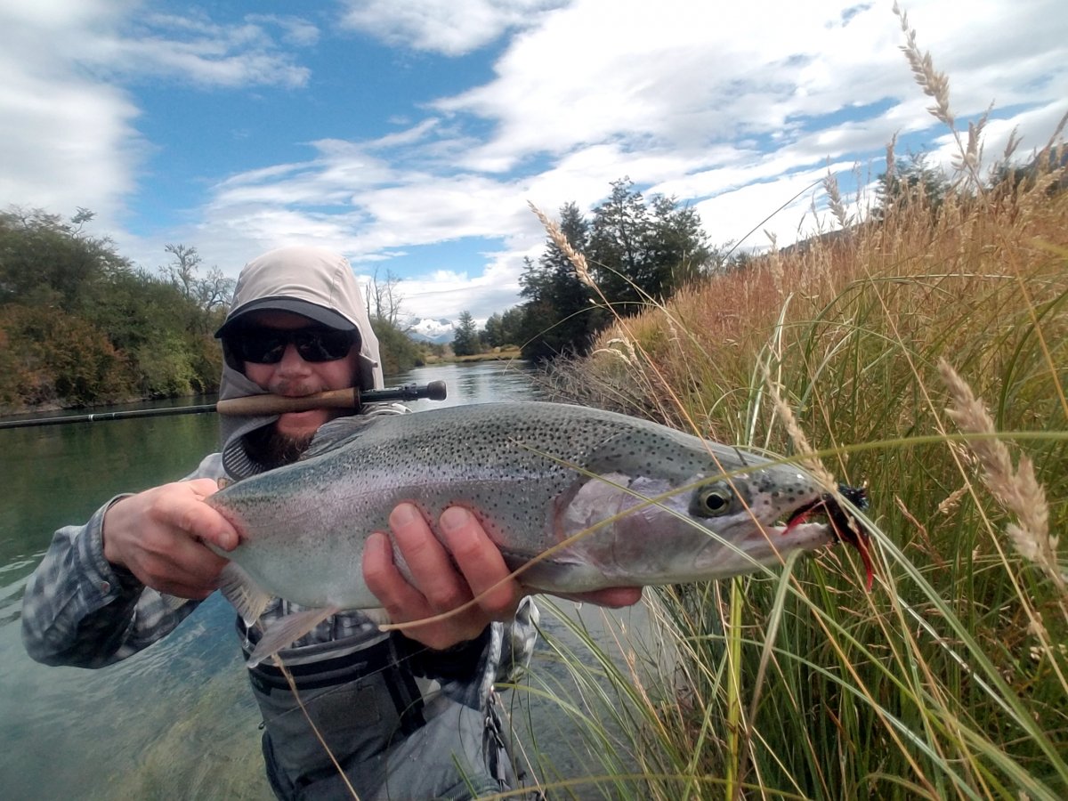 A healthy rainbow trout landed on the Cochrane A healthy rainbow trout landed on the Cochrane
