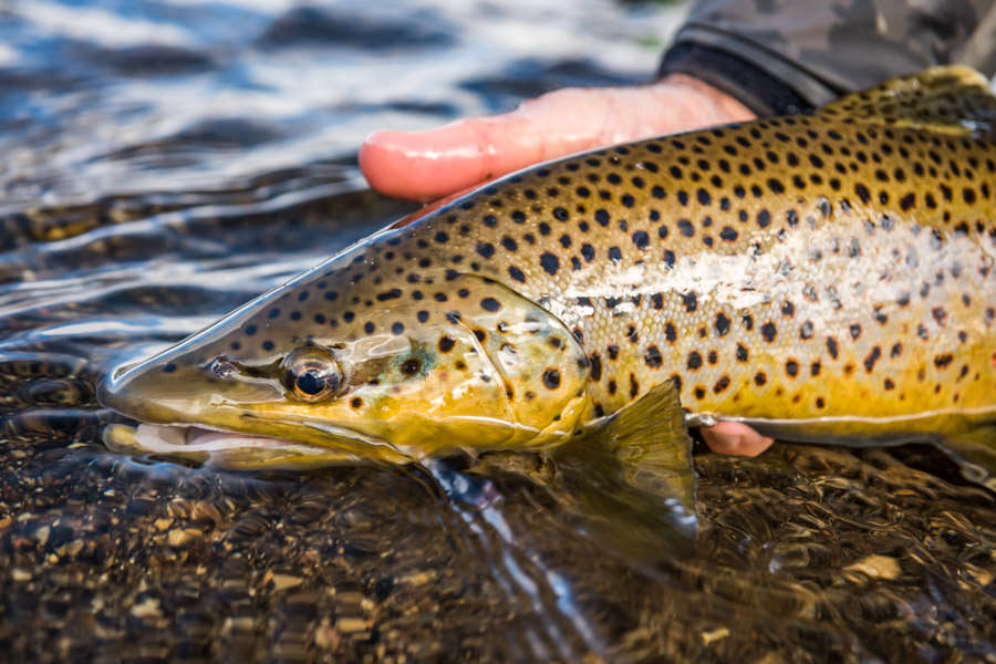 October anglers can also have some success on the larger pre-spawn browns