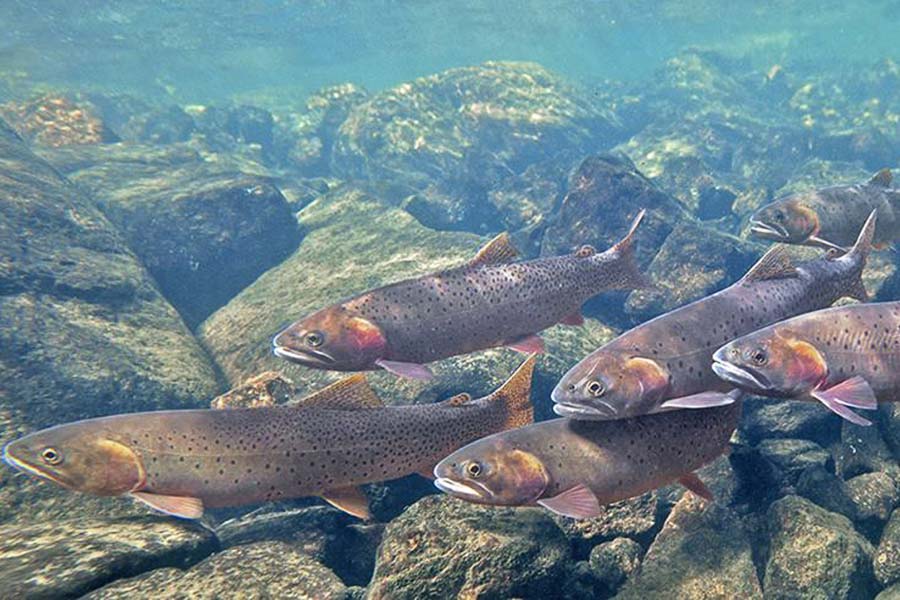 Yellowstone Fishing Guides