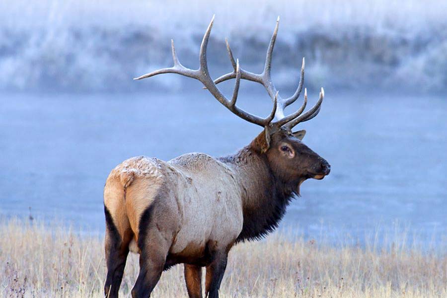 Montana Fly Fishing, Montana Angler
