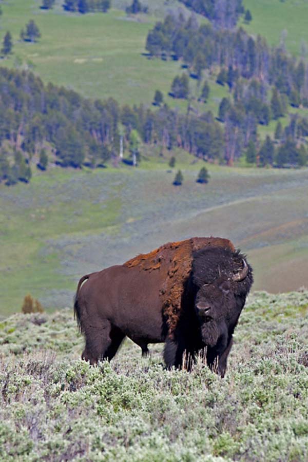 Yellowstone Park Fishing