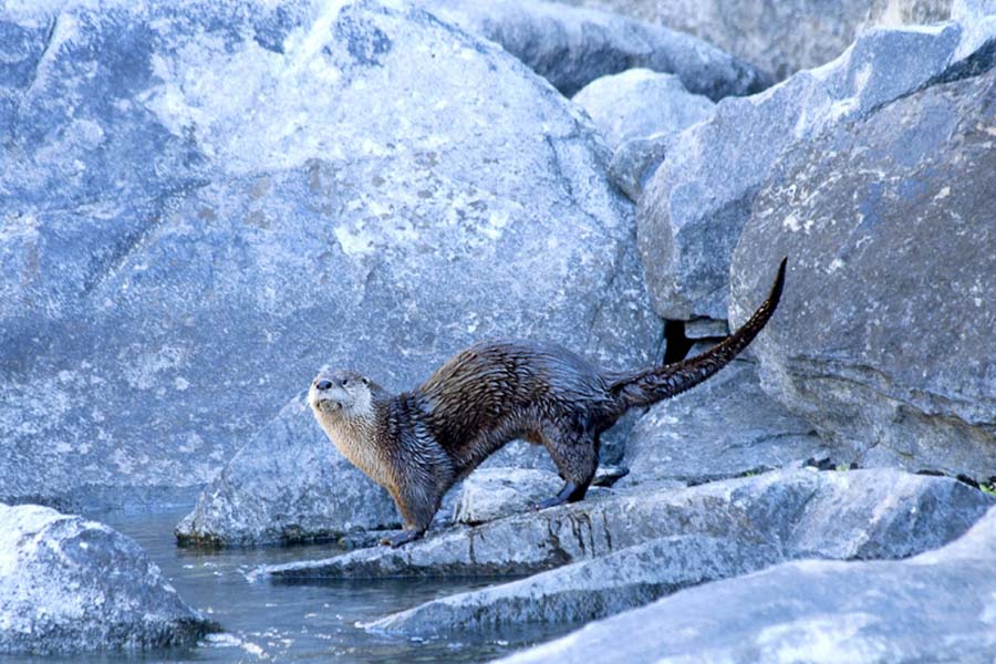 Montana Fly Fishing, Montana Angler