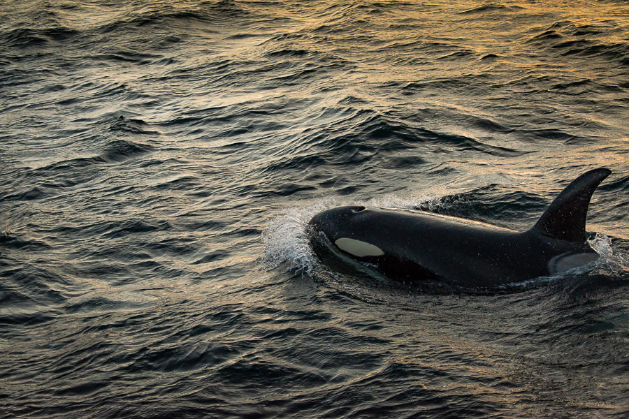 wildlife on the ocean Wildlife abounds in Southeast Alaska. We encountered orcas feeding under the boat, pods of porpoises, humback whales, sea otters and black bear