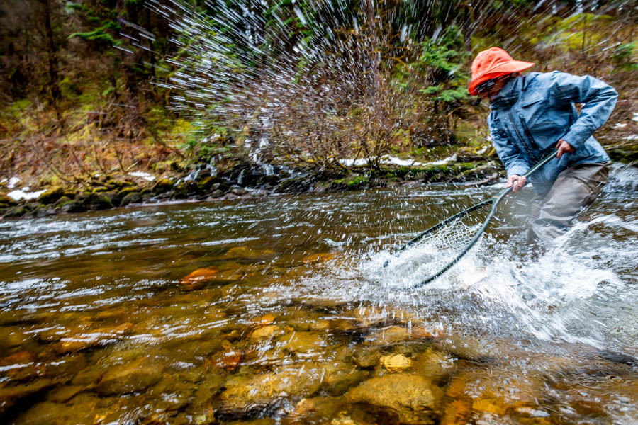 We found steelhead stacked on our first excursion. We hooked well over a dozen with 8 to the net. Most hookups such as this one got the better of us as Chris tries unsuccessfully to get a chromer in the net