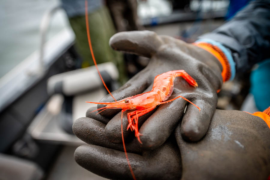 shrimping in Alaska Ever wonder why so many steelhead flies are hot pink and orange? We caught this colorful shrimp in one of our pots, a staple steelhead food while they are in the salt