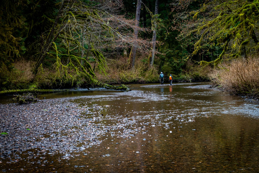 hiking up a small stream in AK in search of steelhead On one of the outer islands we discovered a small gravel bottomed stream perfect for sight fishing. After a morning of striking out we finally ran into several pools filled with fish
