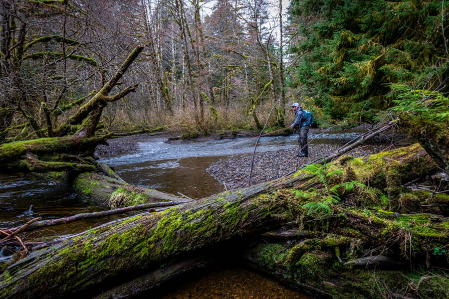 Massive trees provide excellent cover for steelhead but also complicate matters when you are hooked up on a 30"+ chromer that decides to head back to the ocean. With such large and fresh fish in small waters if you managed to land half of your hookups you reach rock star status