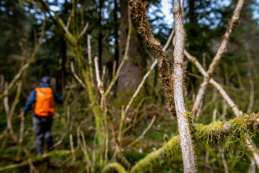 Exploring the Tongass is not for everyone. Daily excursions involve bushwhacking through the temperate rainforest. We were rubber gloves while hiking to protect hands from the devil's club. A desire for adventure and a willingness to hike off the beaten path is a must on this trip