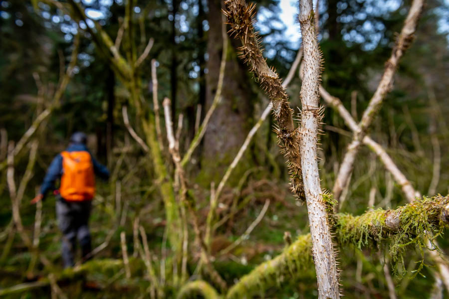 bushwhacking in Alaska Exploring the Tongass is not for everyone. Daily excursions involve bushwhacking through the temperate rainforest. We were rubber gloves while hiking to protect hands from the devil's club. A desire for adventure and a willingness to hike off the beaten path is a must on this trip