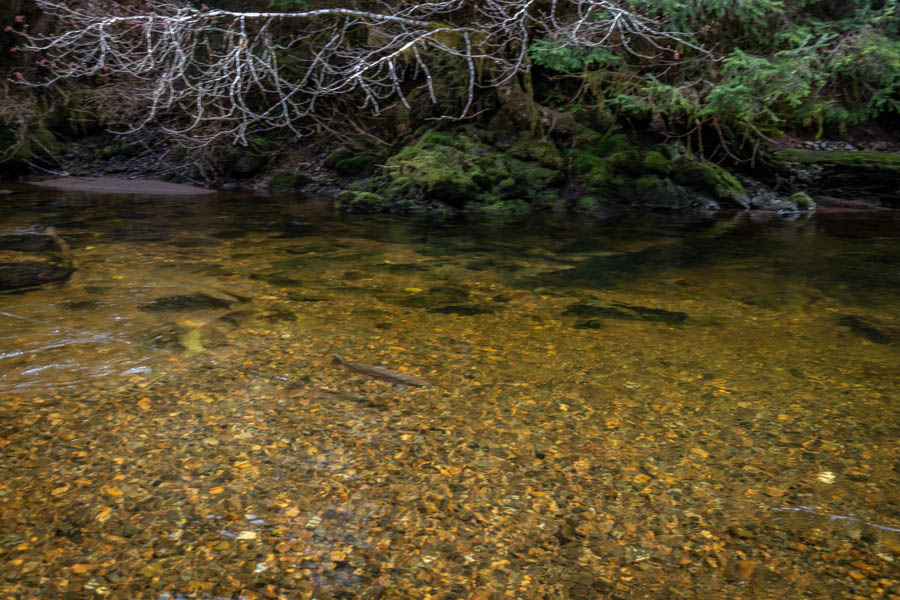 swinging for steelhead The one that got away. Although we managed a few hookups on this small stream these red hot fish all got the better of us on blistering, tackle busting runs. This fish grabbed a fly on the swing