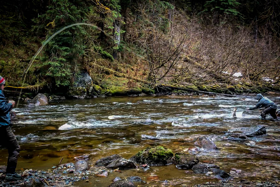Steelhead action was hot! I even got a chance to tangle with a few as Billy helps me out with a fine net job. A day to remember!